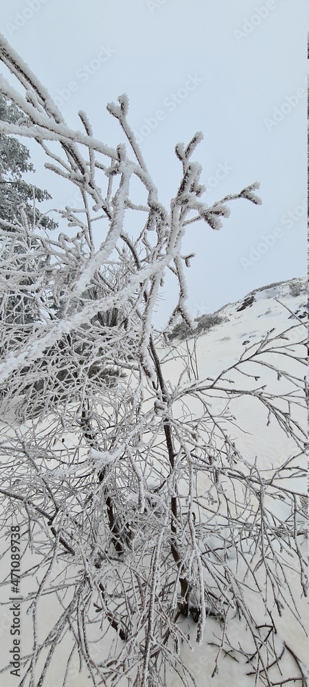 Obraz premium tree in snow