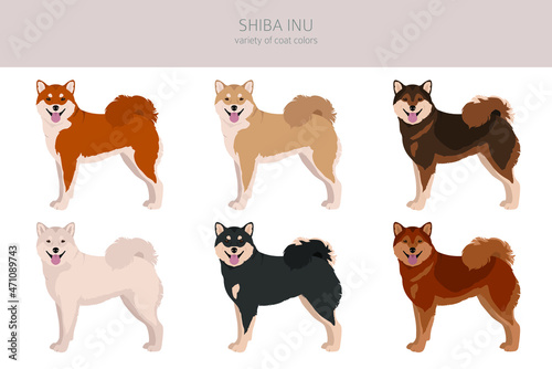 Shiba Inu, Japanese small size dog coat colors, different poses clipart.  Vector illustration