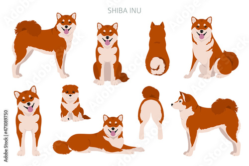 Shiba Inu, Japanese small size dog coat colors, different poses clipart.  Vector illustration