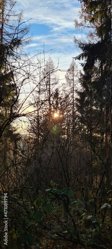 sunset in the forest © Fabian
