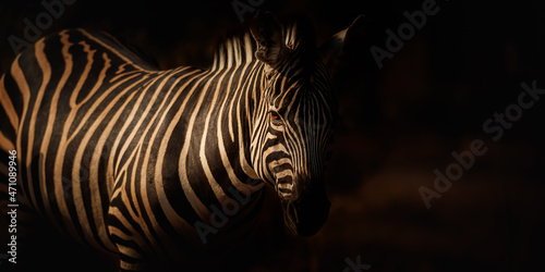 Zebra in the darkness during the great migration in masai mara  wild africa  african wildlife  animals in their nature habitat