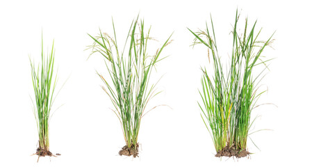 nature green grass or rice plant isolated on white background