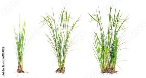 Photo nature green grass or rice plant isolated on white background