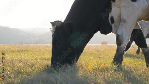 Cow eating fresh green grass on lawn. Herd of cattle grazing on pasture at sunny day. Beautiful landscape of countryside with sunshine at background. Farming concept. Slow motion Dolly shot Low view
