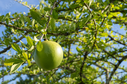 Fotografija Calabash Tree is a medium-sized succulent shrub