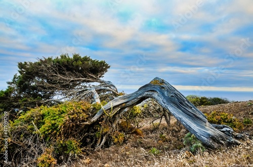 Gnarled Juniper Tree Shaped By The Wind at El Sabinar, Island of El Hierro photo