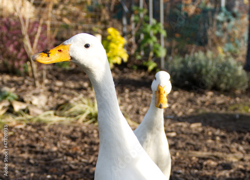 Two white Indian runner ducks (Anas platyrhynchos domesticus)