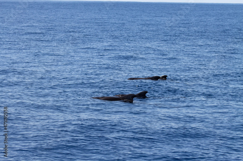 Whale watching in Tenerife. Pilot Whale swimming on ocean surface