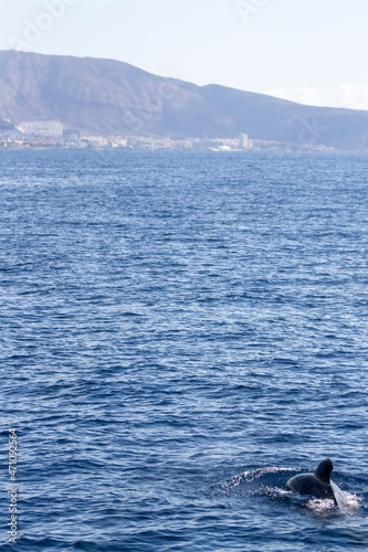 Whale watching in Tenerife. Pilot Whale swimming on ocean surface © PAOLO
