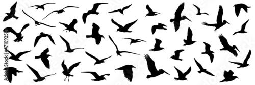 Bird Silhouettes flying © Vizualbyte