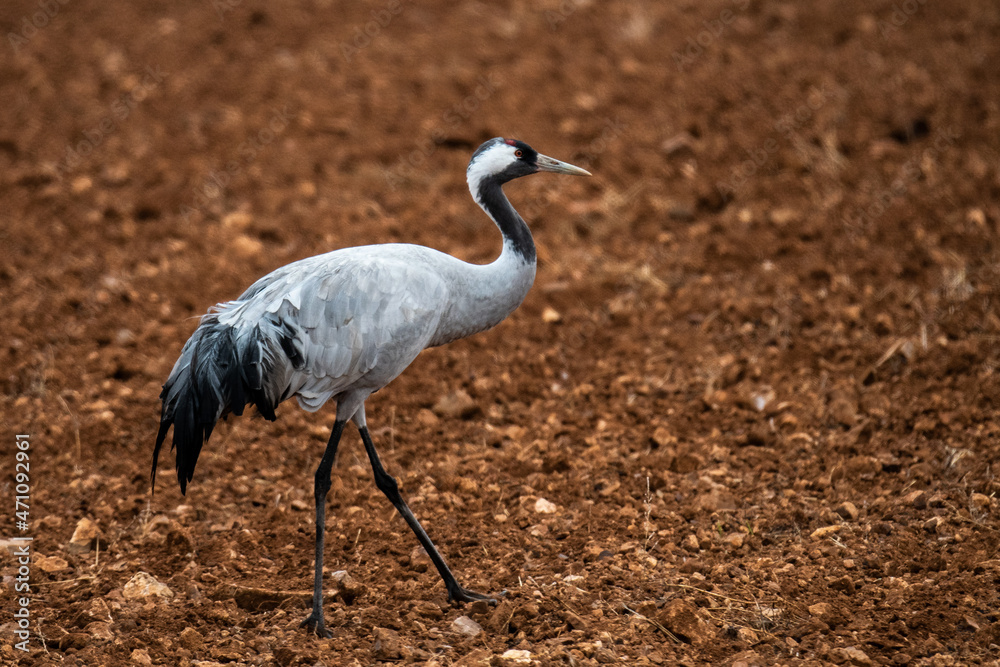 Fototapeta premium A crane (Grus grus) is seen in a sown field in Gallocanta Lake, Spain, during an Autumn day.