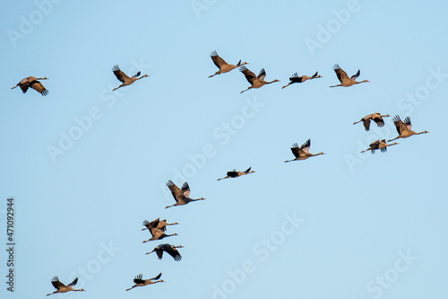 A group of cranes (Grus grus) is seen flying over Gallocanta Lake, Spain, during an Autumn day.
