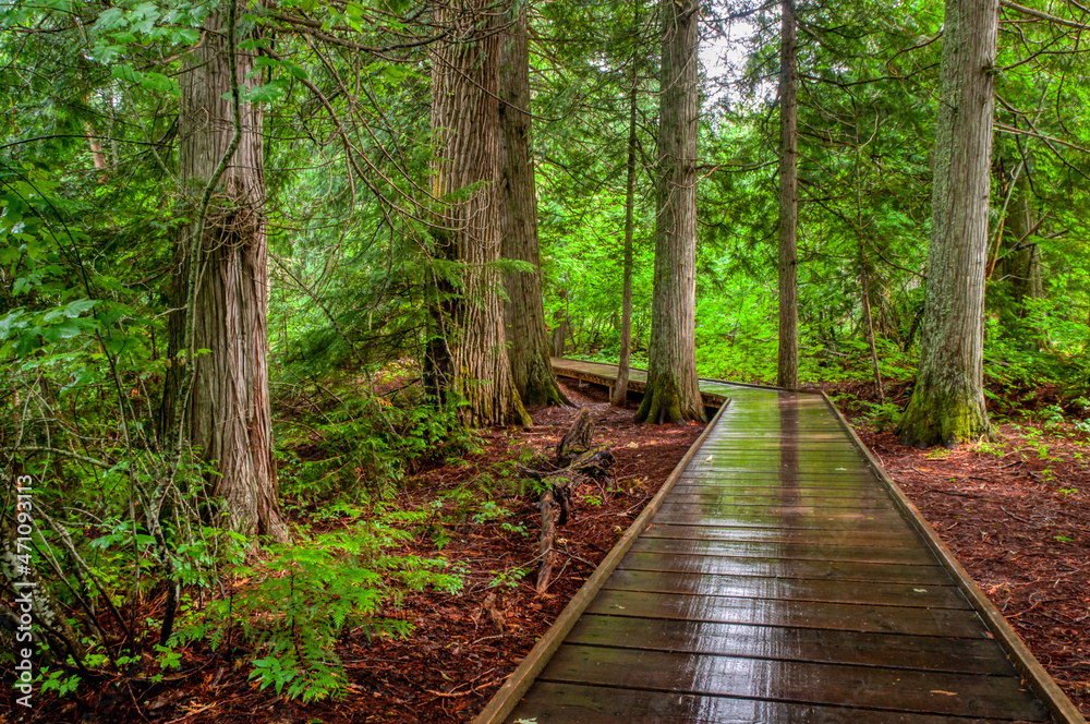 Tree Path