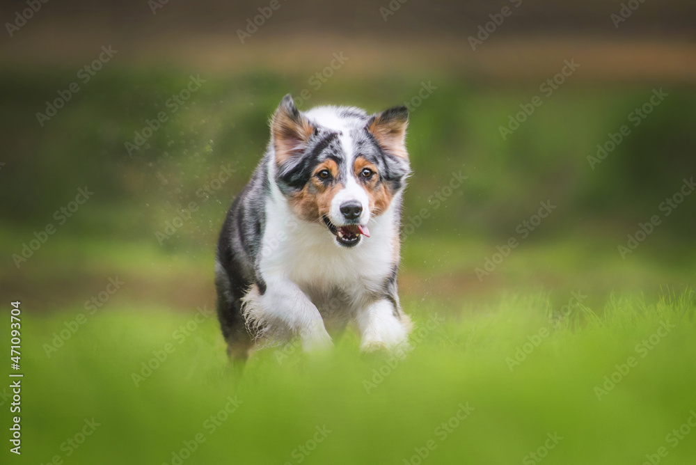 happy australian shepherd dog enjoying running in green grass