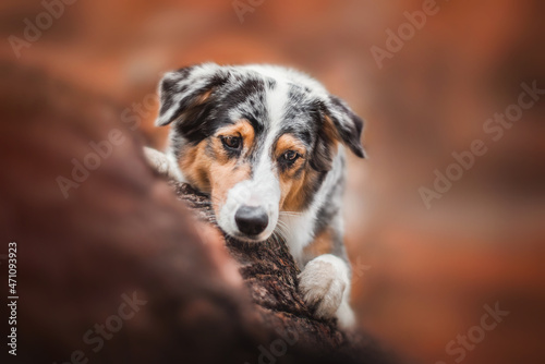 close up portrait of australian shepherd dog laying on the tree on autumn background