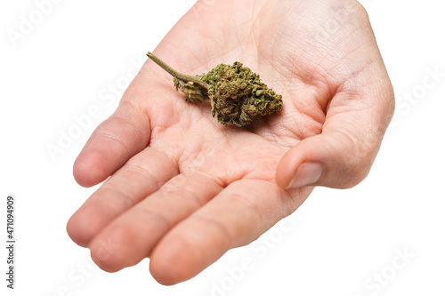 Marijuana bud on a female palm on a white background.
