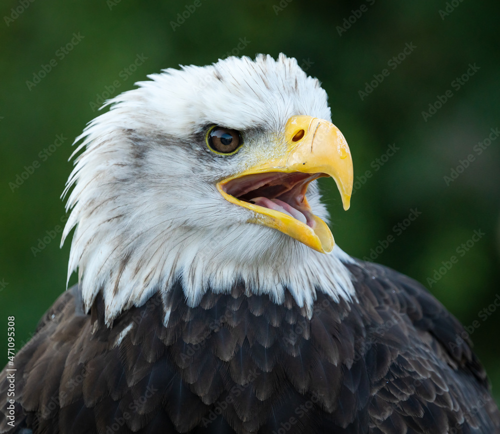 American Bald Eagle posing at raptor show in Auburn Alabama. American Bald Eagle posing at raptor show in Auburn Alabama.