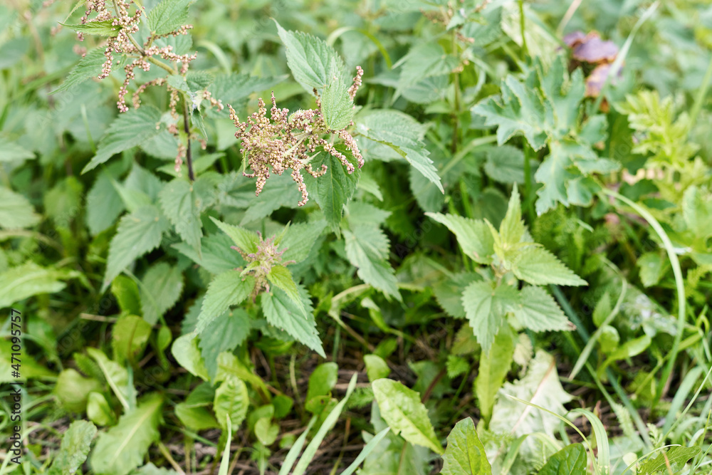 Fresh nettle leaves. Medicinal plant. Green leaves background