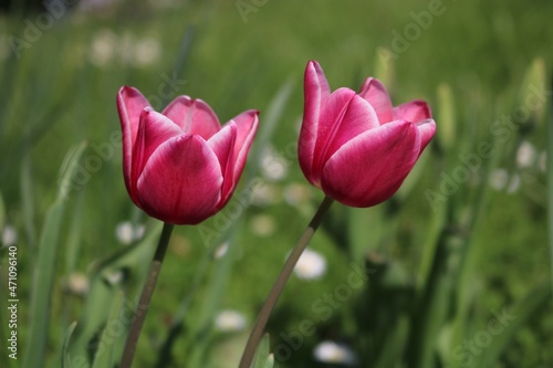 rosa Tulpen