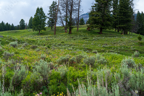 A landscape near Trout Lake in Yellowstone National Park, with a green grassy meadow in the foreground, and trees and a rocky mountain in the background - Montana, Wyoming