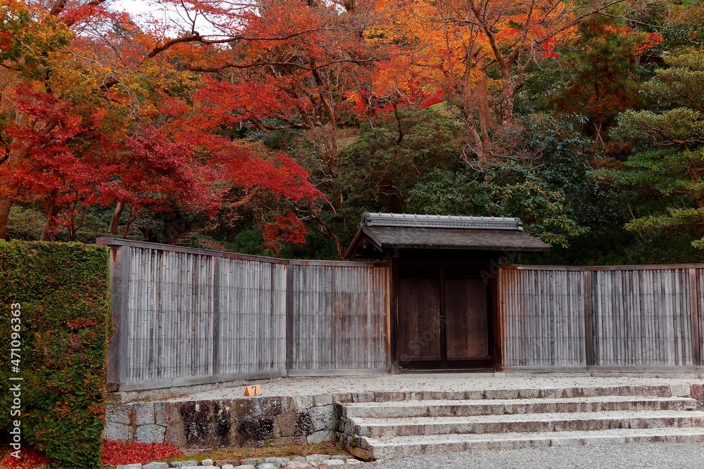 Beautiful scenery of fiery maple trees by the wooden gate & fence at ...