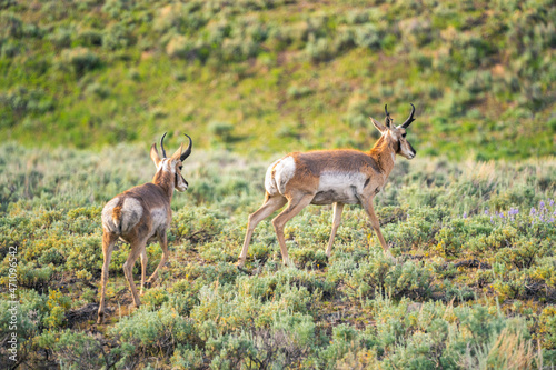 Fototapeta Naklejka Na Ścianę i Meble -  Two antelope in a sunlit field near Yellowstone National Park at the border of Montana and Wyoming