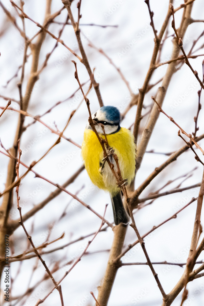 blue tit perched on a tree branch