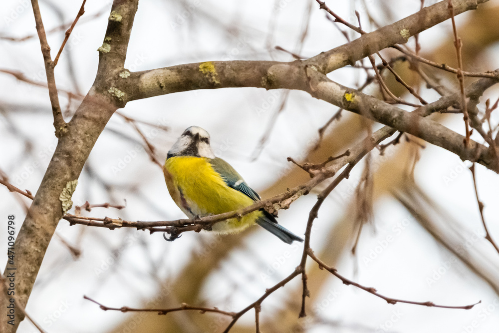 Naklejka premium blue tit perched on a tree branch