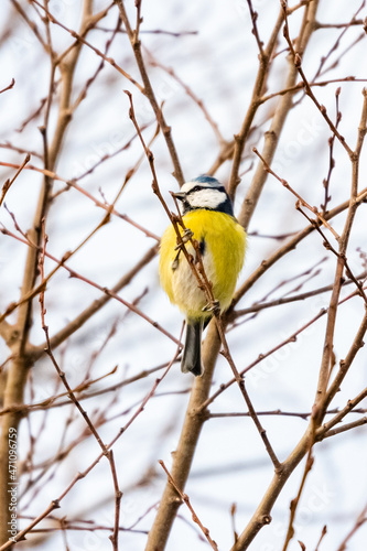 blue tit perched on a tree branch