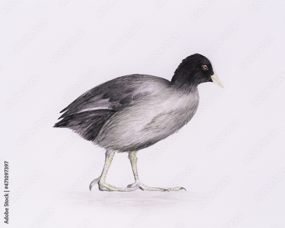 Illustration of a coot. Watercolor picture with white background. Hand painted. Illustration of a coot. Watercolor picture with white background. Hand painted.