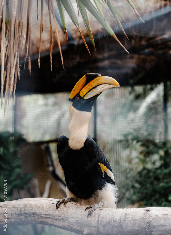 Fototapeta premium Exotic bird Hornbill in the zoo, photographed through a metal fence that is visibly blurred in the image