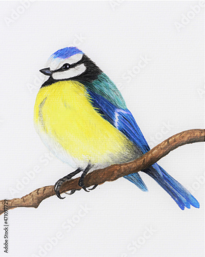 Hand painted illustration of a blue tit. Watercolor painting.