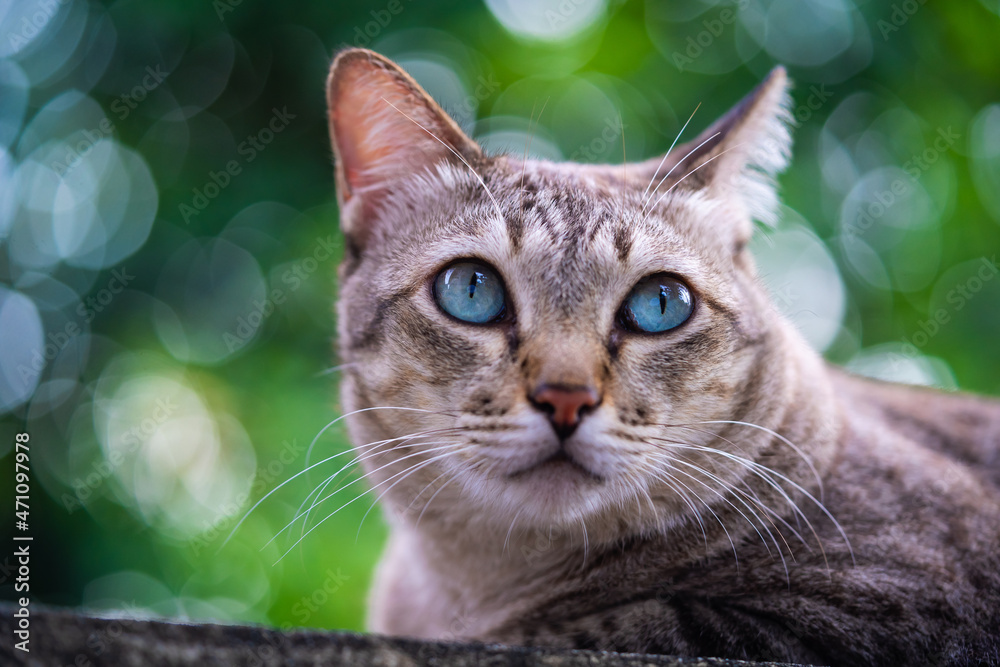 Soft focus portrait of tabby grey cat kitten striped adorable looking something looks fierce close up animal is blue eyes background blur and green nature.