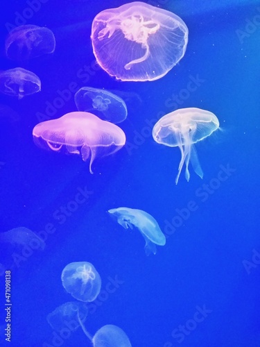 Медуза/Jellyfish