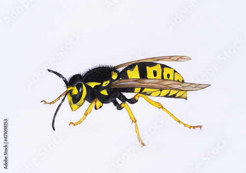 Hand painted watercolor illustration of a wasp.  © Elly Miller