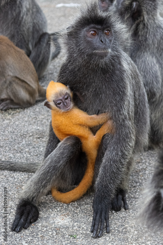 Fototapeta premium Cute orange cub of silvery langur monkey clings to his mother. Adult gray female monkey and her cub. Silvery lutung or silvered leaf monkey in Malaysia