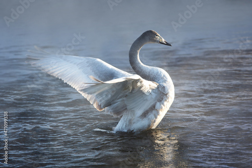 A young whooper swan spreads its wings on the lake. Animals in their natural habitat.