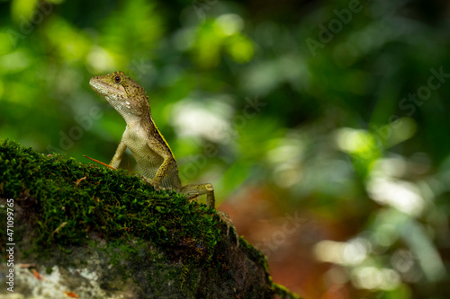 One, lying, rock, resting, lizard © wu shoung