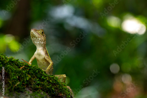 One  lying  rock  resting  lizard