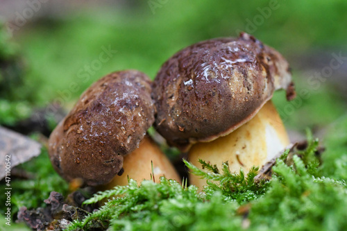 Mushroom macro closeup