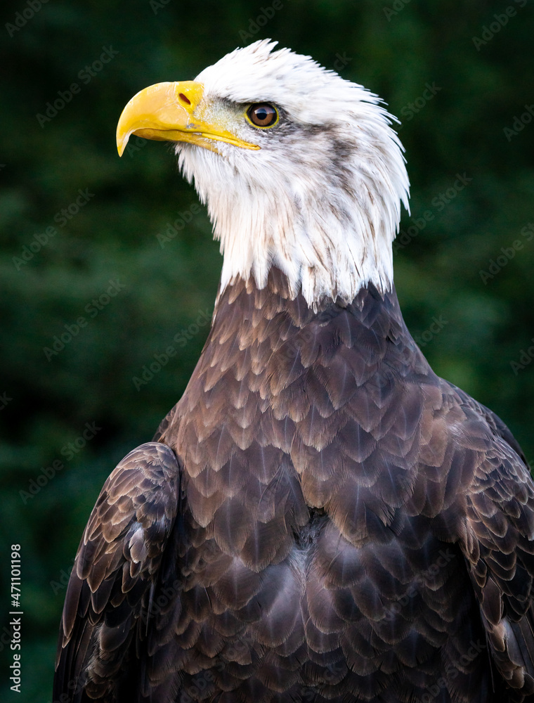American Bald Eagle posing at raptor show in Auburn Alabama. American Bald Eagle posing at raptor show in Auburn Alabama.