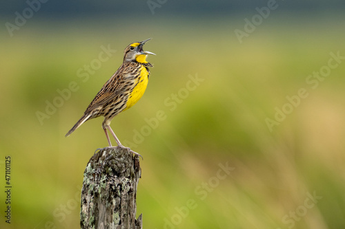 Eastern Meadowlark singing on a fence post photo