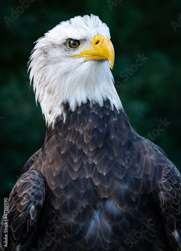 American Bald Eagle posing at raptor show in Auburn Alabama. © Wildspaces