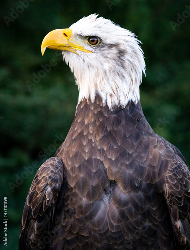 American Bald Eagle posing at raptor show in Auburn Alabama.