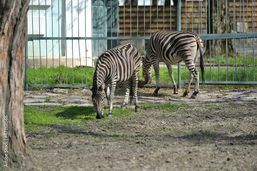 zebra in the pen