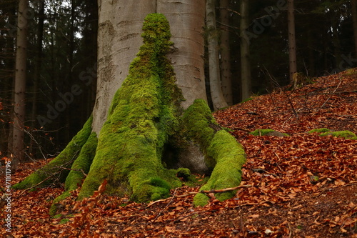 trunk with the roots of a large tree covered with moss