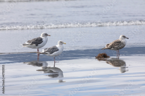 adult seagulls stands on the bank of the oken and is reflected in the water