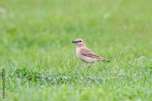 Northern wheatear sits on a grass. Close up