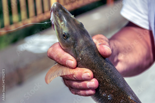 Foto Fisherman holding a Barbel (Barbus barbus)