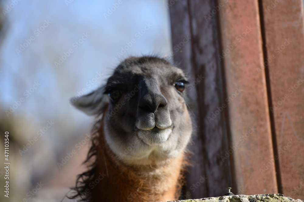 Obraz premium llama in the pen